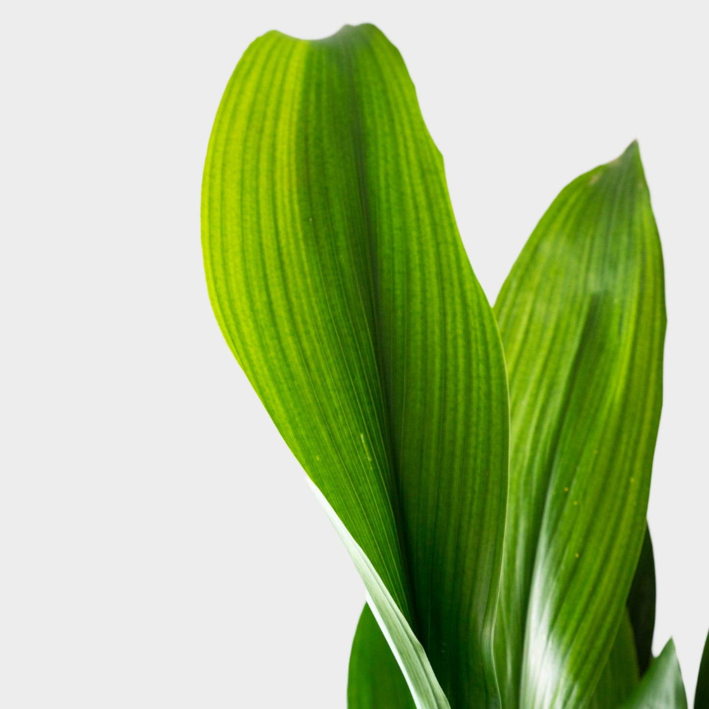 Aspidistra