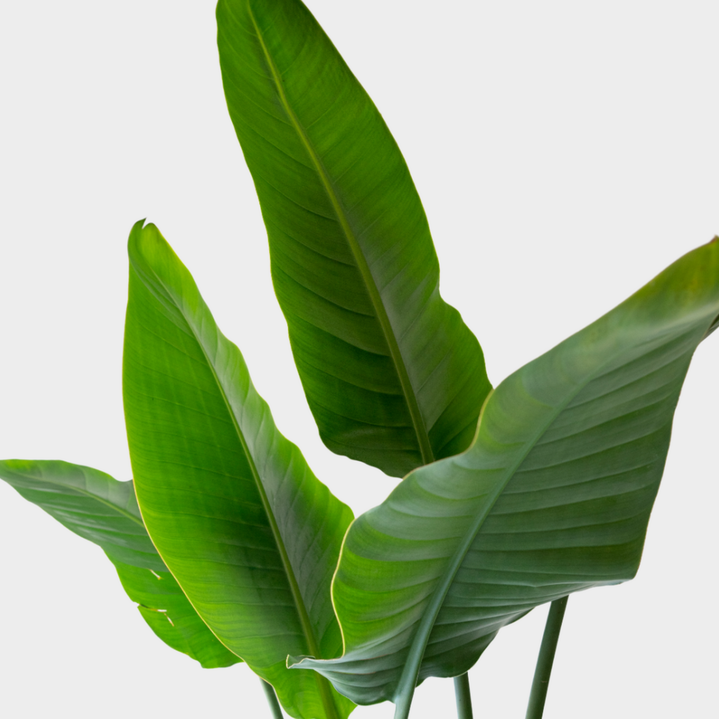 Strelitzia Augusta