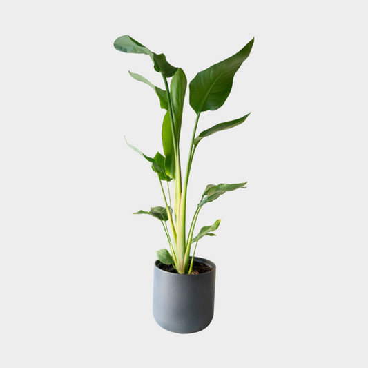 Strelitzia Augusta