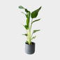 Strelitzia Augusta
