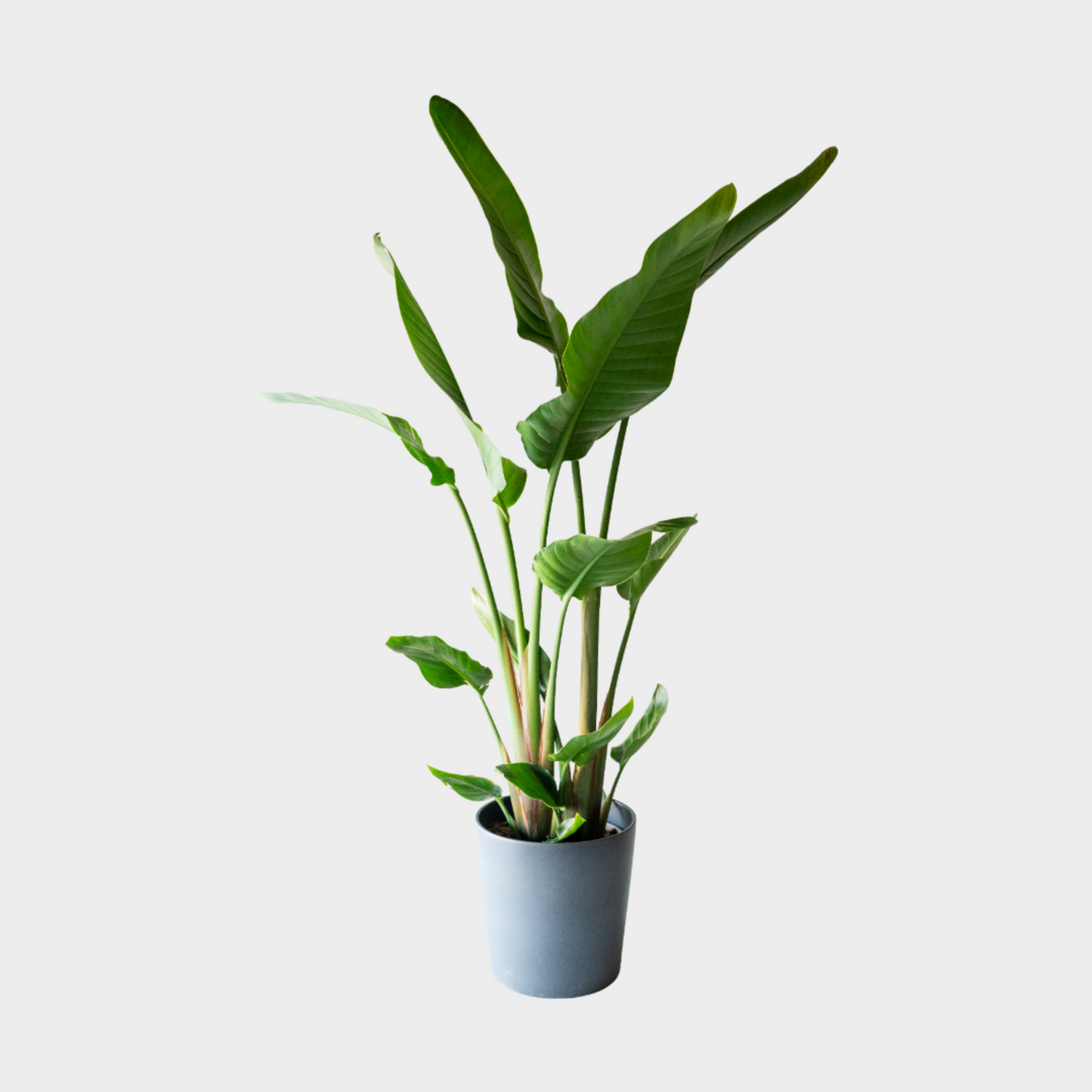 Strelitzia Augusta