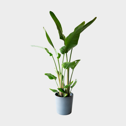 Strelitzia Augusta