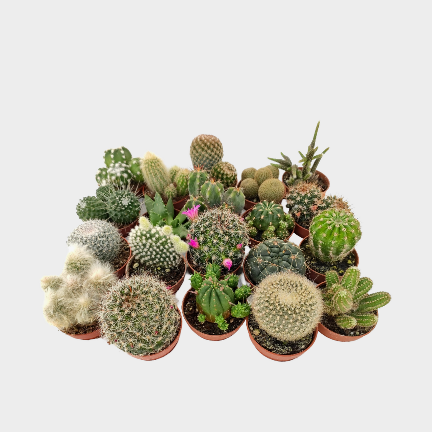 Bandeja De Cactus Variados