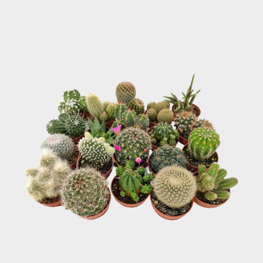 Bandeja De Cactus Variados