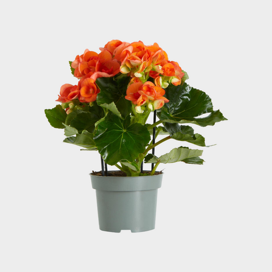 Begonia Elatior - Amathe Plantas