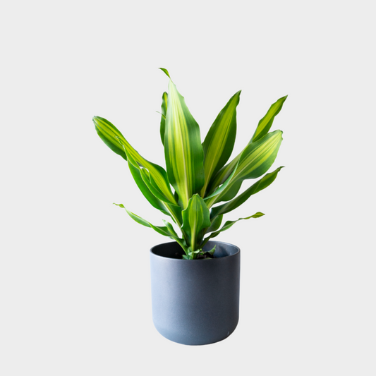 Dracaena Burley