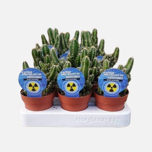 Bandeja De Cactus Radiaciones