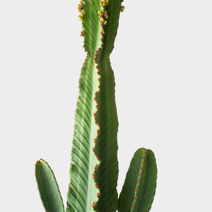 Euphorbia Ingens