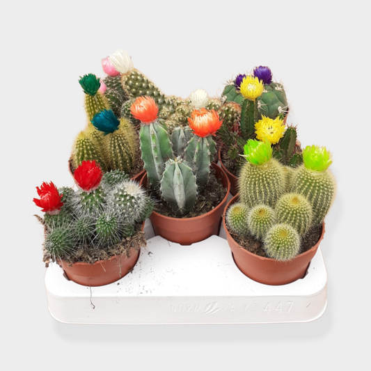 Bandeja Cactus Variados con Flor