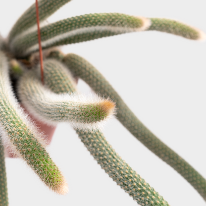 Cleistocactus
