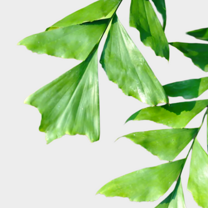 Caryota Mitis
