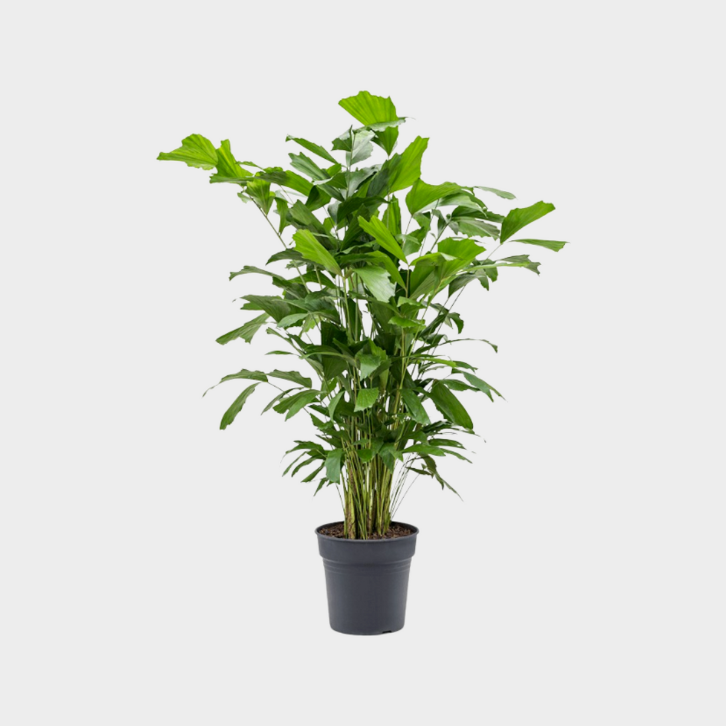 Caryota Mitis