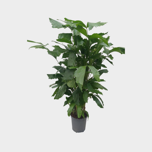 Caryota Mitis