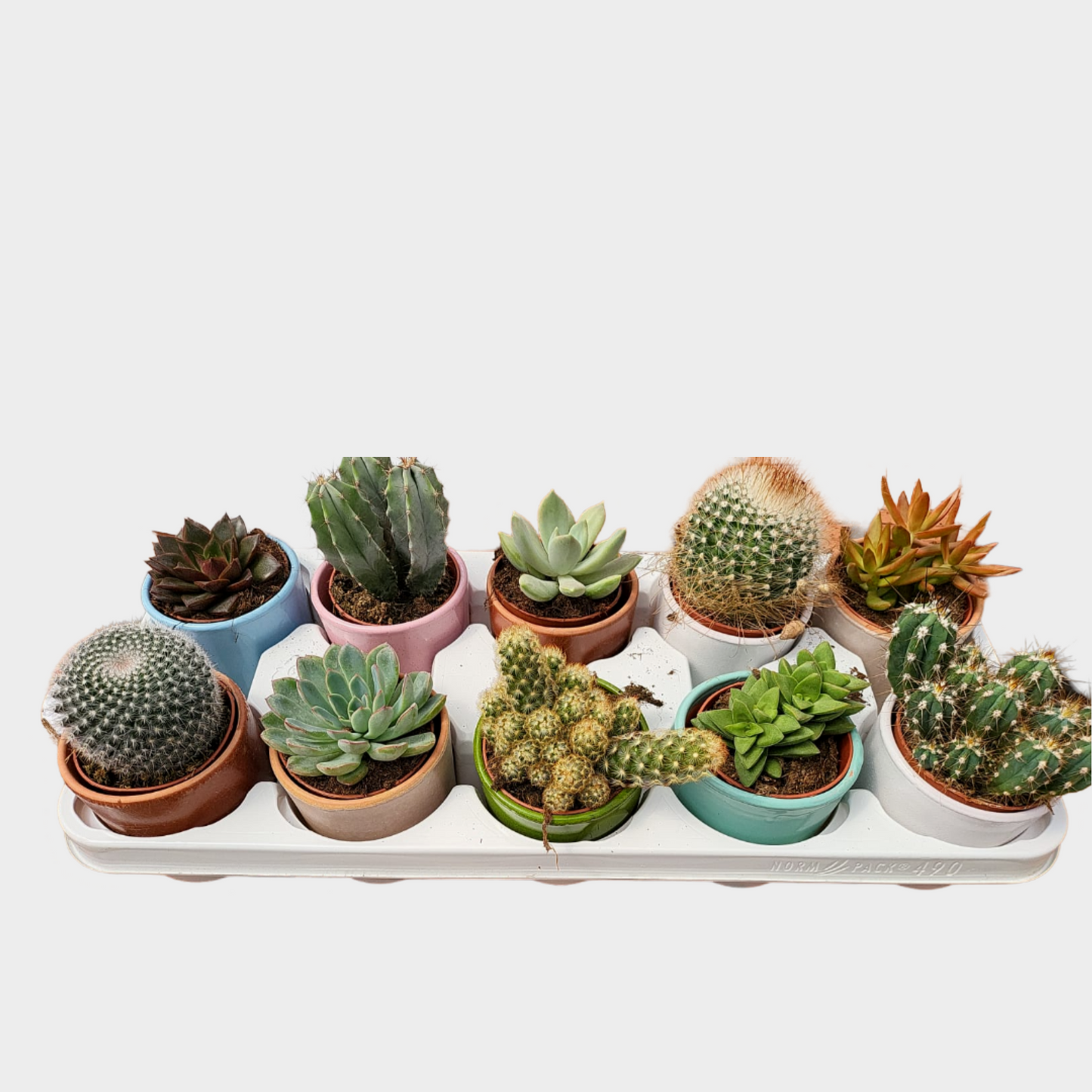 Bandeja De Cactus Ceramica Esmaltada