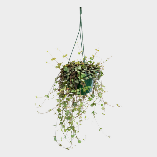 Ceropegia Wodii