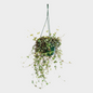 Ceropegia Wodii