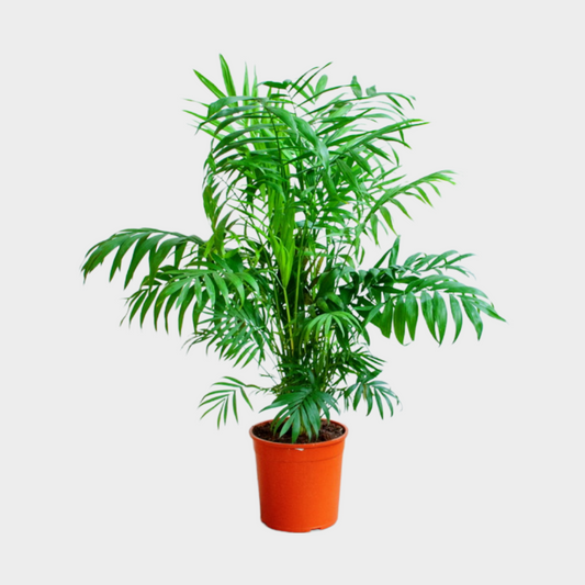 Chamaedorea