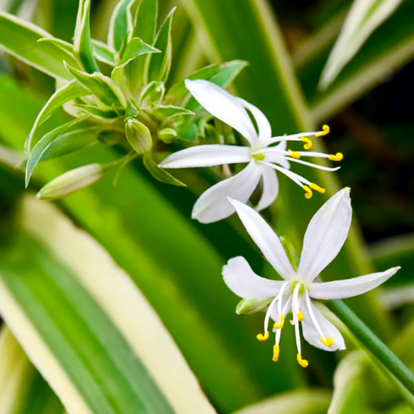 Chlorophytum Colgante