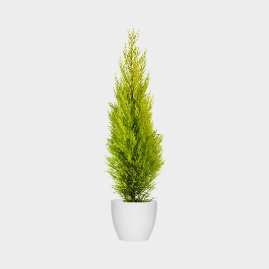 Cupressus Gold Crest