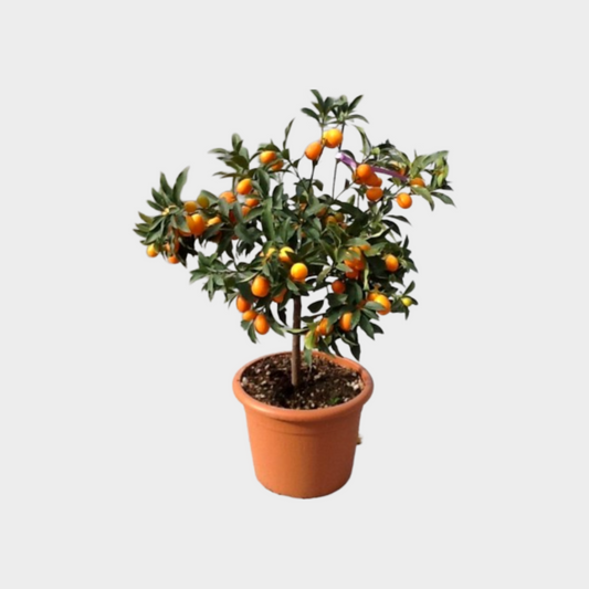 Citrico Mini