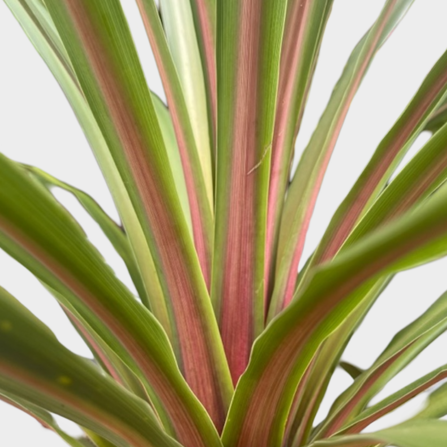Cordyline Peko