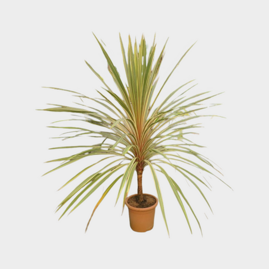 Cordyline Torbay Dazzler