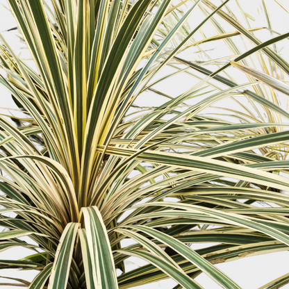 Cordyline Torbay Dazzler