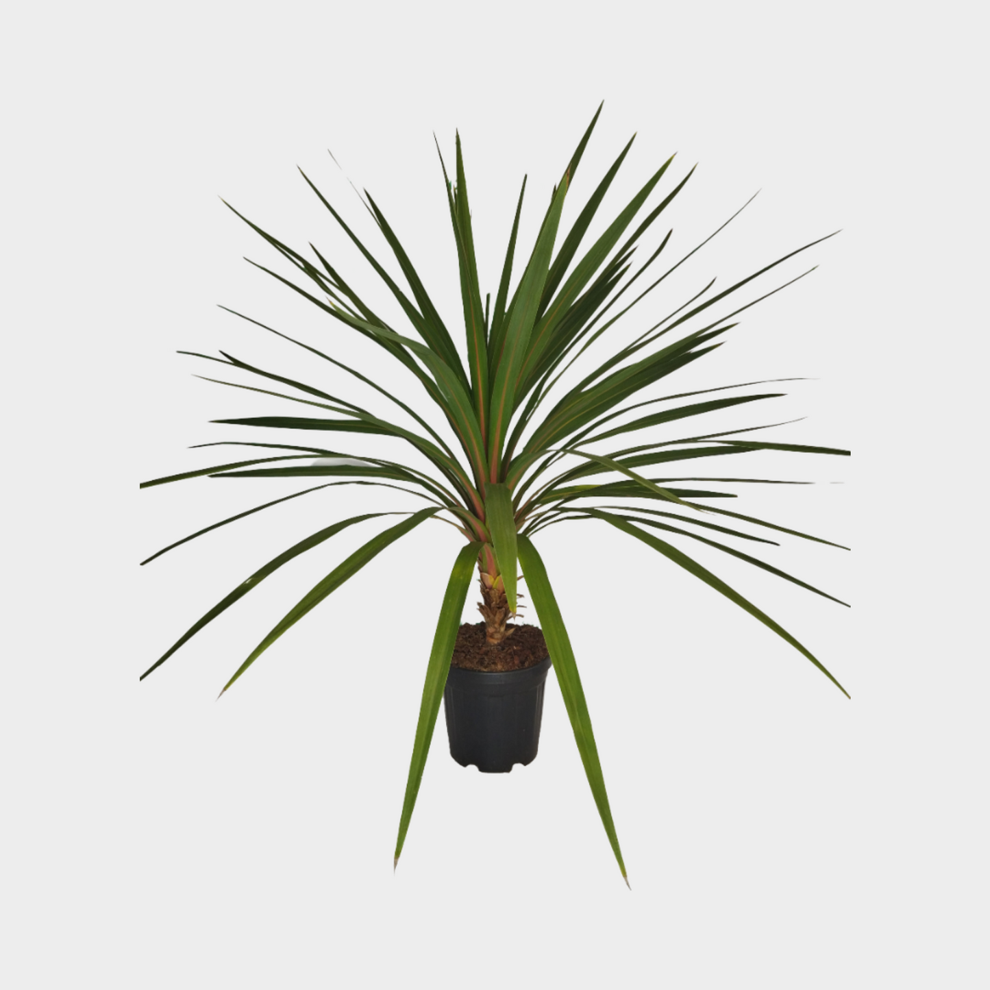 Cordyline Peko