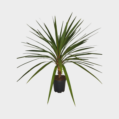 Cordyline Peko