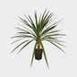 Cordyline Peko