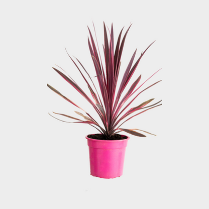 Cordyline Pink Passion