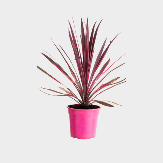 Cordyline Pink Passion