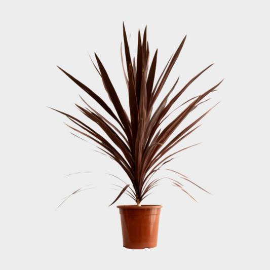 Cordyline Australis Red