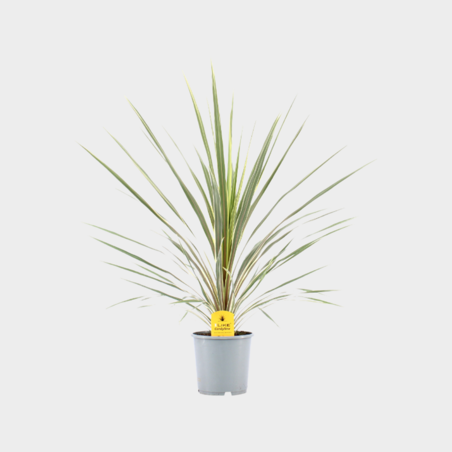 Cordyline Variegata