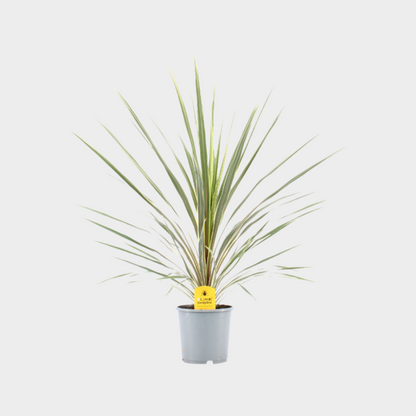 Cordyline Variegata