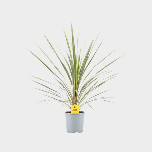Cordyline Variegata