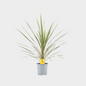Cordyline Variegata