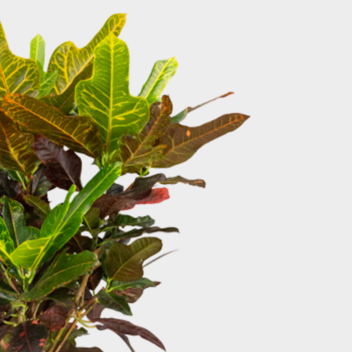 Croton Excellent