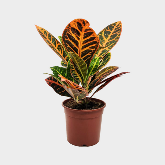 Croton Petra