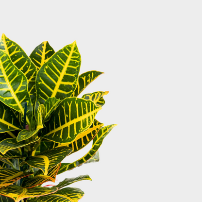 Croton Petra