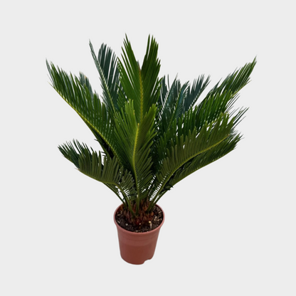 Cyca Revoluta