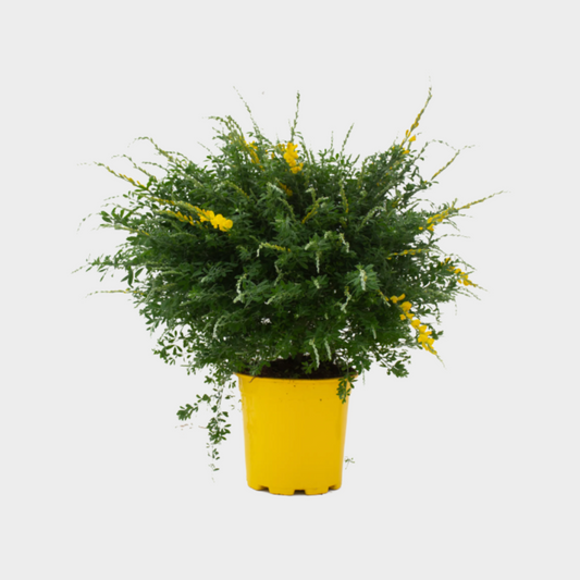 Cytisus