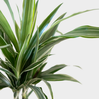 Dracaena Deremensis