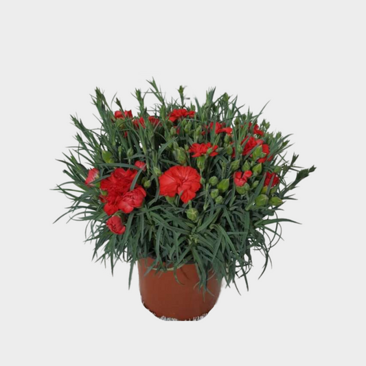 Dianthus Carnelia