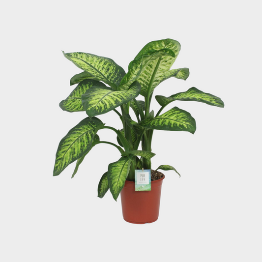 Dieffenbachia Tropic Lemon