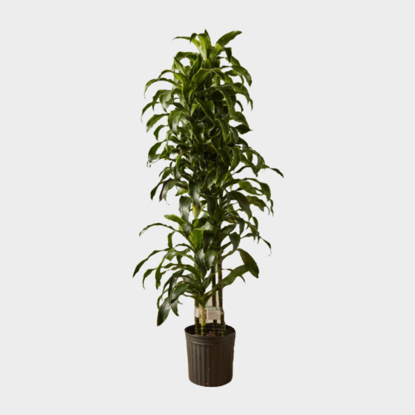 Dracaena Dorado