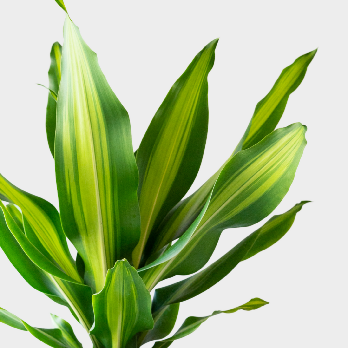 Dracaena Burley