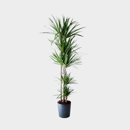 Dracaena Marginata