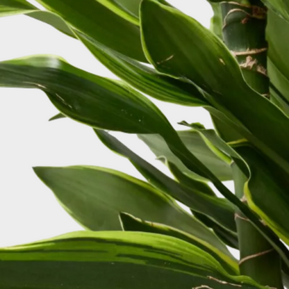 Dracaena Gold Coast