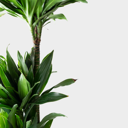 Dracaena Compacta